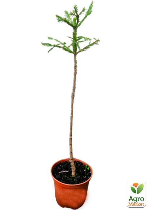 Ялина європейська звичайна на штамбі (Picea abies) С2, висота 60-80см