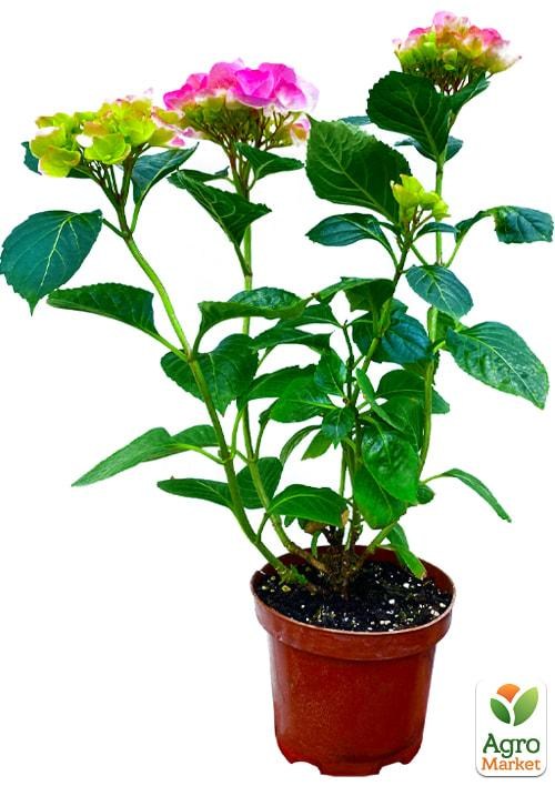 Гортензия крупнолистная 3-х летняя "Schneeball" - фото 2