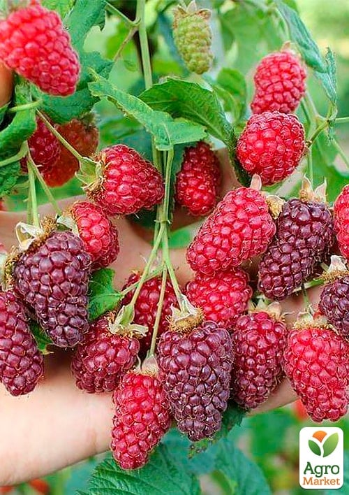 Малинно-ежевичный гибрид 2х-летний "Тайберри"(ранний срок созревания) вазон 0,8л 1 саженец в упаковке