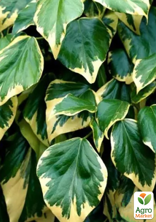 LMTD Плющ "Dentata Variegata" (висота 60-70см) - фото 3