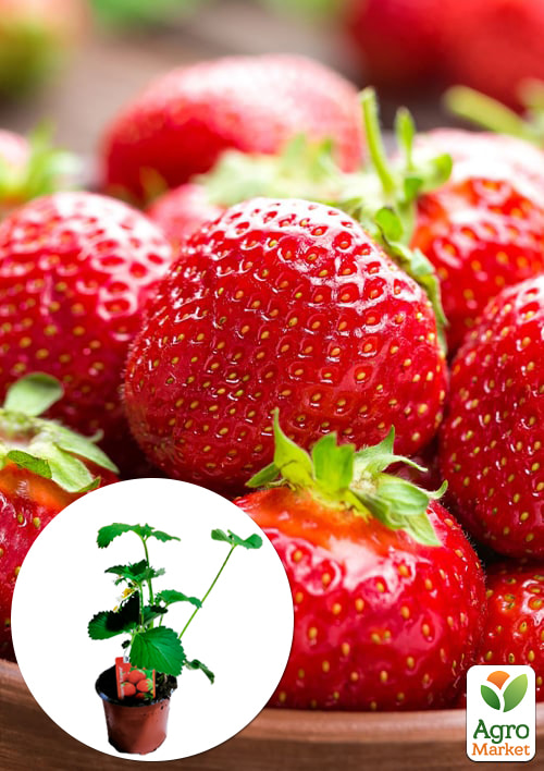 LMTD Клубника-земляника "Korona" (гибрид, ранний срок созревания)  