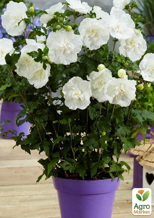 Гибискус сирийский "White Chiffon" С1,5 высота 35-45 см - фото 2