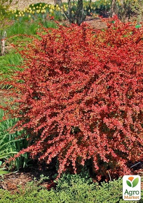 Барбарис Тунберга "Orange Dream" - фото 2