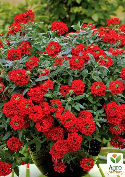 Вербена ампельна "Vanessa Compact Red"