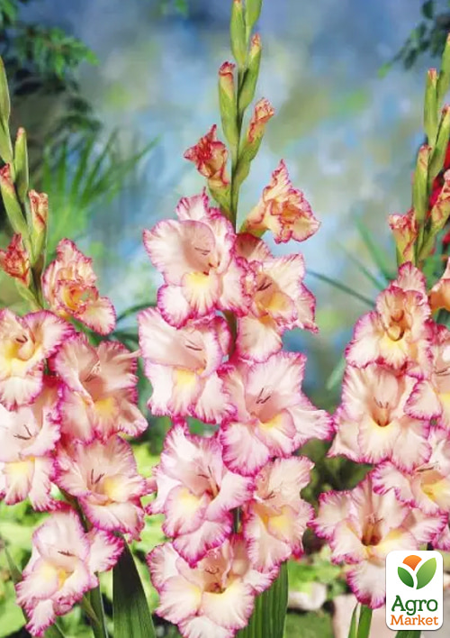 Гладіолус "Priscilla" - фото 4