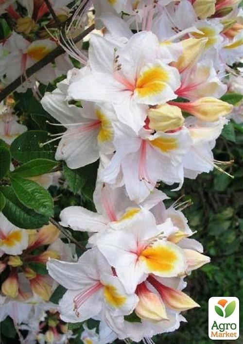 Азалія 2-х річна "Arima" С3 висота 25-50см - фото 3