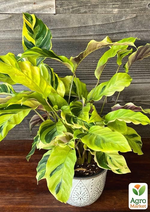 Калатея "Fusion Yellow" высота 35-45см - фото 5
