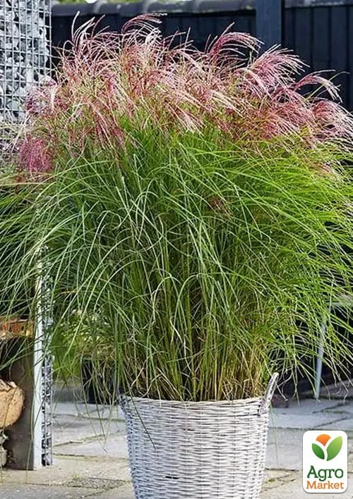 Міскантус китайський "Red Chief" вазон С2 - фото 2