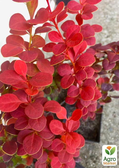 Барбарис Тунберга "Orange Rocket" (контейнер P9) - фото 6