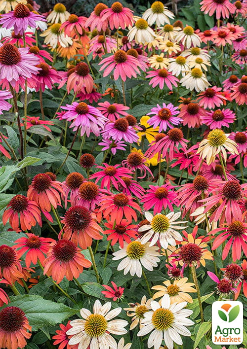Эхинацея "Cheyenne Spirit MIX" вазон С2
