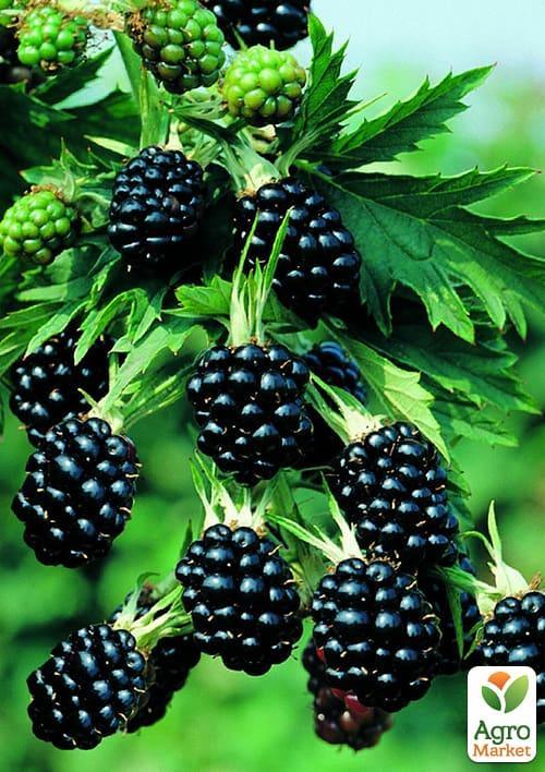 Ежевика ремонтантная "Прайм Ян" (Prime Jan)