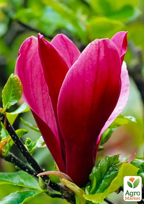 Магнолия Лилиецветная "Nigra" 