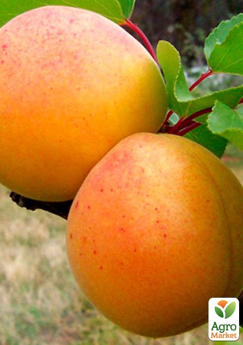 Абрикос "NJA 19"  укорененный в контейнере (саженец 2 года) - фото 2