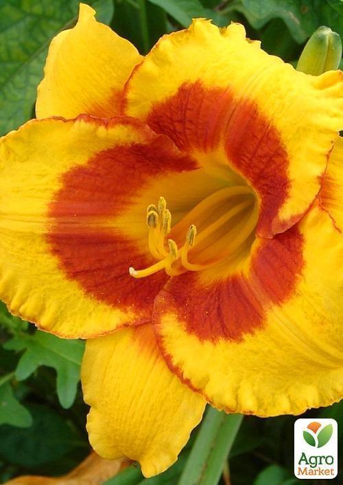 Лілійник "Fooled Me" 1шт в упаковці - фото 4