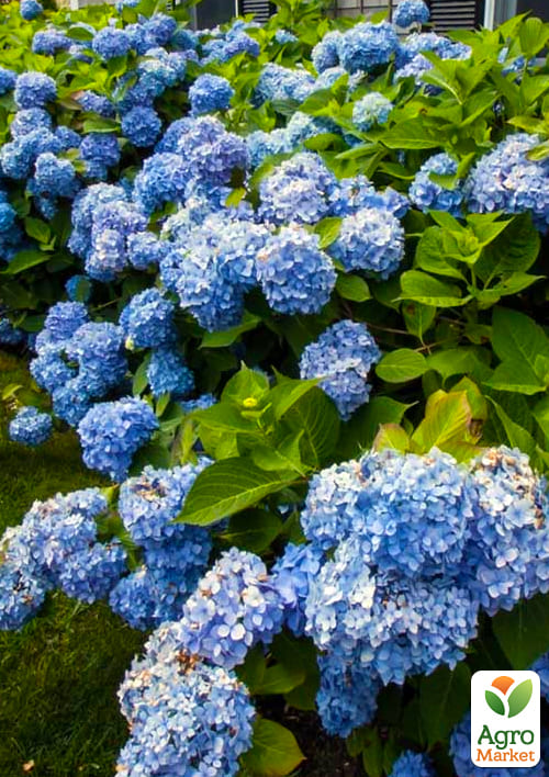 LMTD Гортензия крупнолистная цветущая 5-и летняя "Early Blue" (80-90см)