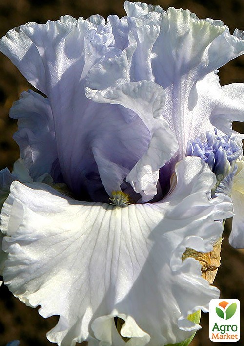 Ирис бородатый крупноцветковый "Luxuriant"  