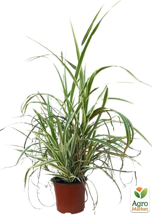 Мискантус китайский "Cabaret" С1.5 - фото 7