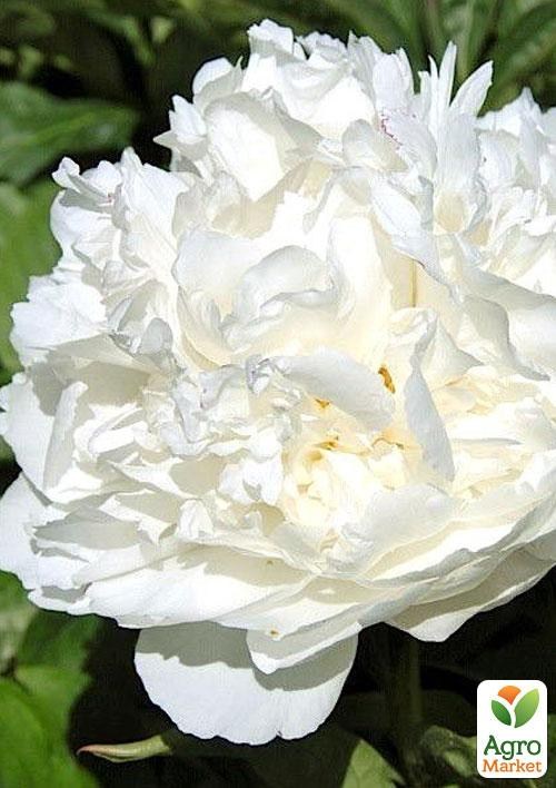 Півонія трав'яниста "Sara Bernar" 1шт в упаковці