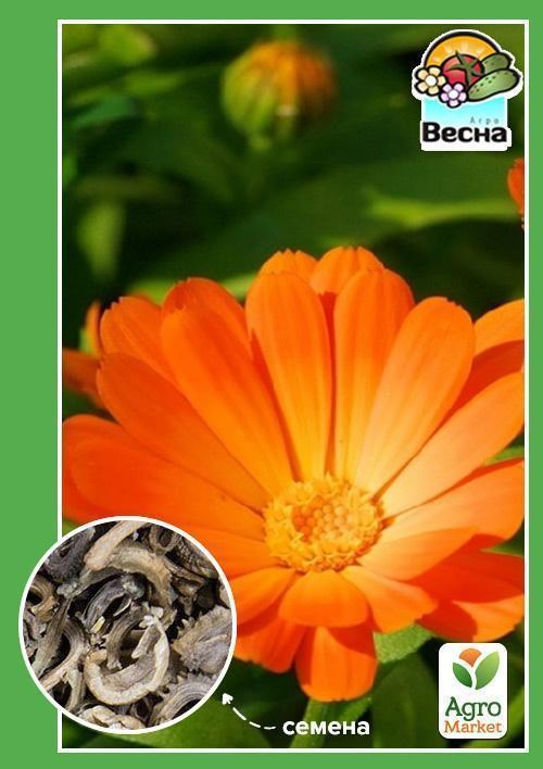 Календула "Лікарська" ТМ "Весна" 0,5г
