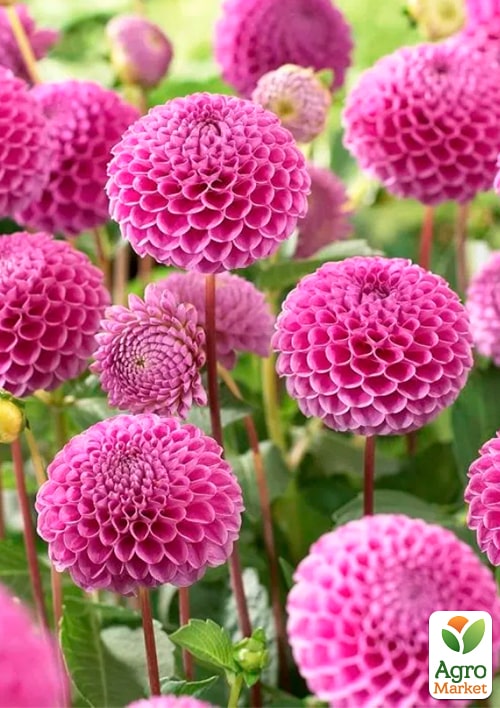 Жоржина "Franz Kafka" - фото 4