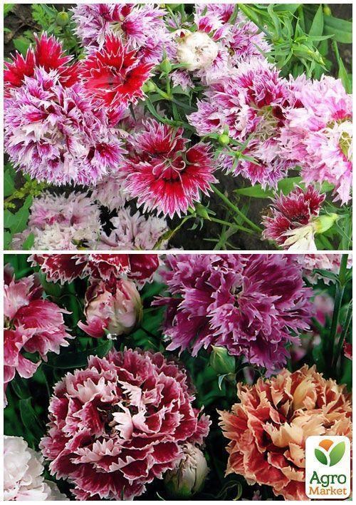 На вагу Гвоздика "Китайська махрова суміш" ТМ "Весна" ціна за 2г - фото 4