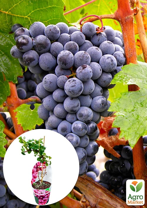 LMTD Виноград "Cabernet Franc" (сортовой, укорененный)