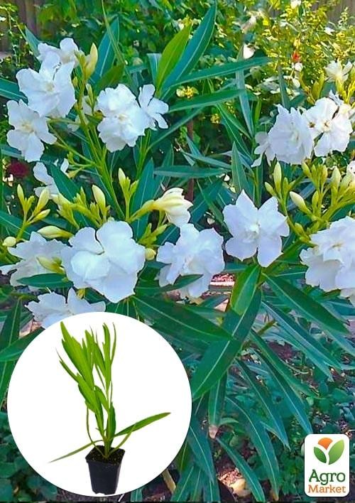 Олеандр белый "White Lady"