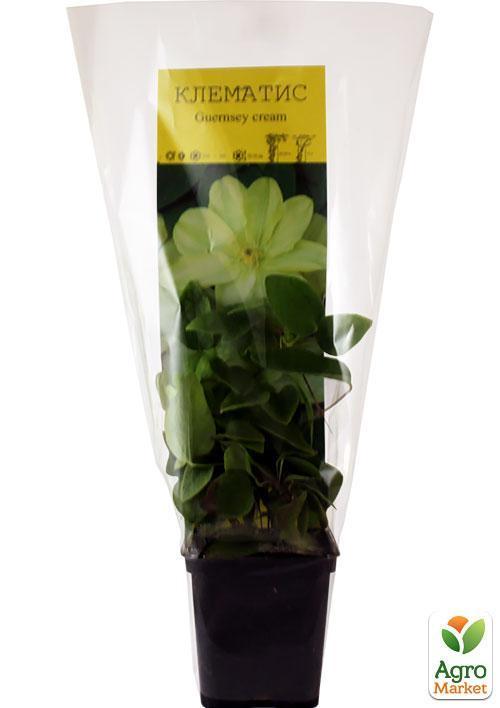 Клематис «Guernsey cream» (повторноквітучий сорт) - фото 6