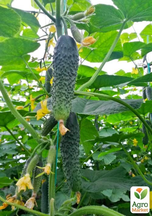 Огурец "Атаман" (в банке) ТМ "Весна Органик" 2г