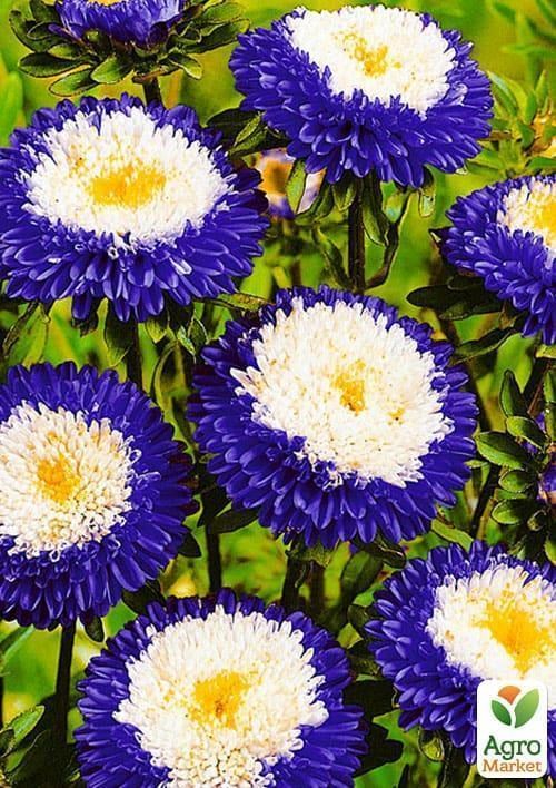 Астра "Созвездие" (Зипер) ТМ "Весна" 0,5г - фото 3