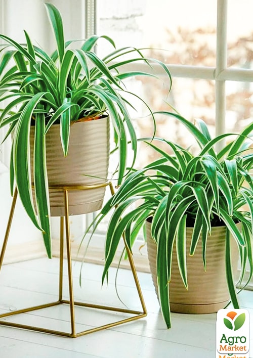 Хлорофитум Вариегата - фото 3