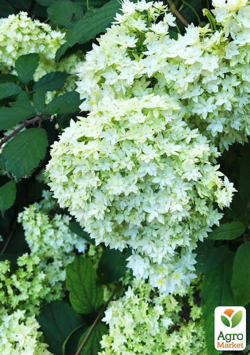 Гортензія деревоподібна "Hayes Starburst" - фото 7