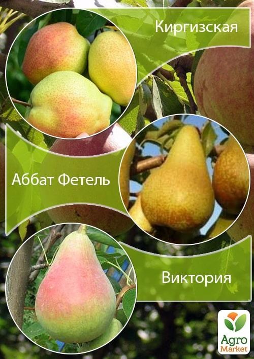 Дерево-сад Груша "Киргизька + Абат Фетель + Вікторія"