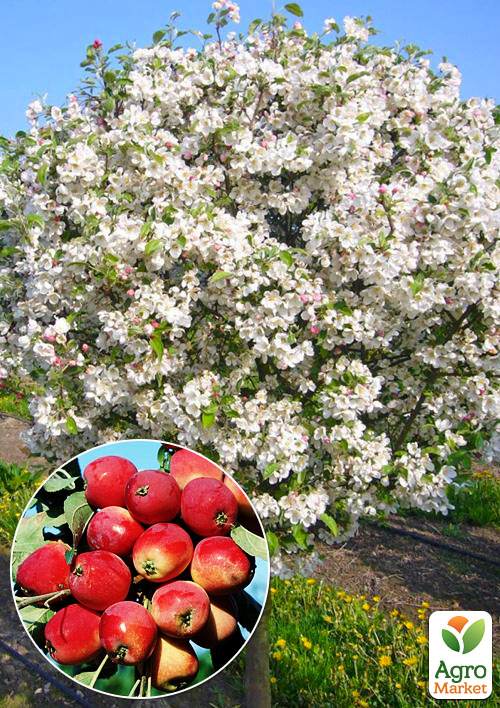 Яблуня (райське яблуко) "Еверест"