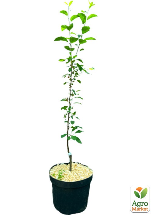 Яблоня "Чемпион" укорененная в контейнере (саженец 2 года) - фото 2