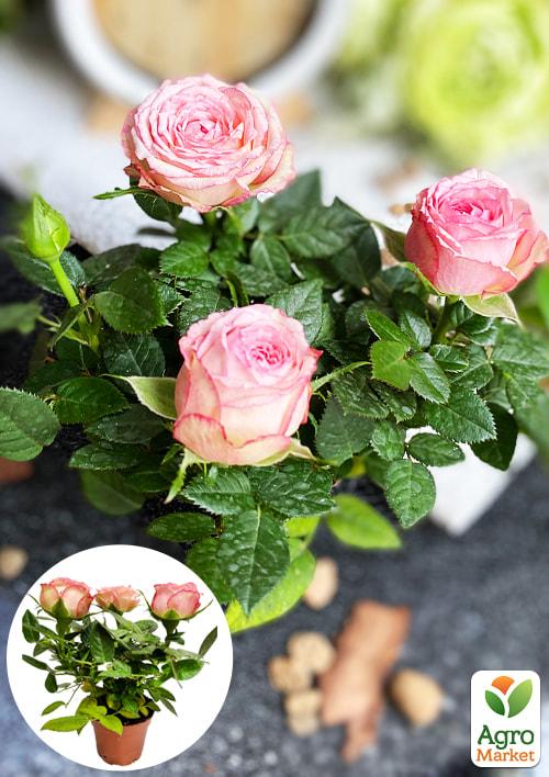 Роза Мініатюрна (кімнатна) "Lavender Lace" (Нідерланди)