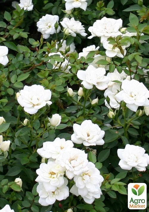 Роза почвопокровная "Кент"