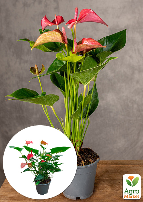 Антуриум (Anthurium) "Romantico" (высота 40-50см)