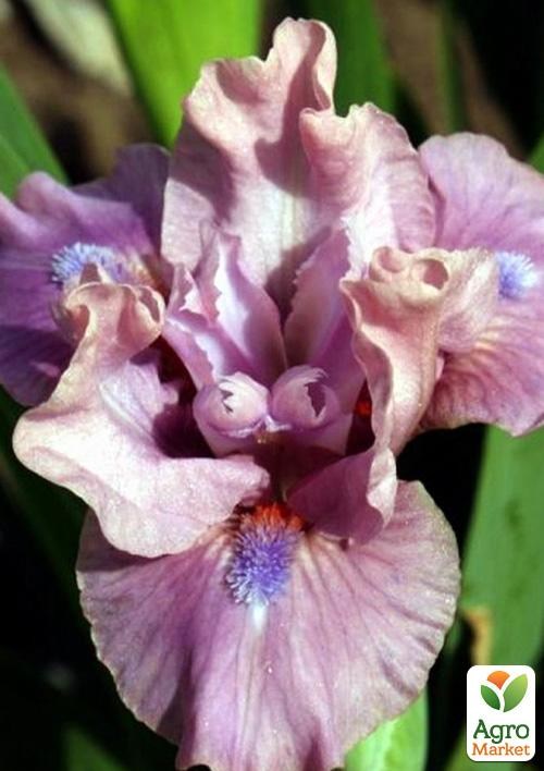 Ірис карликовий "Cherry Blush"