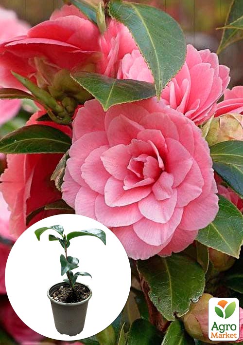 Камелия японская "Princess Baciocchi"
