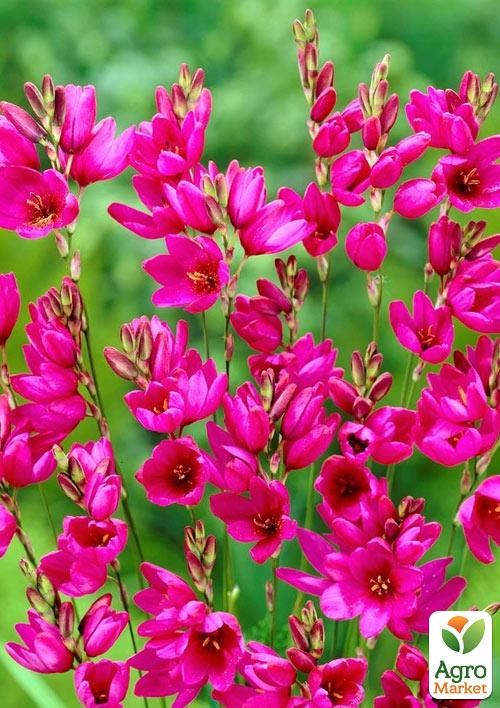 Иксия "Mabel" 5шт в упаковке - фото 4