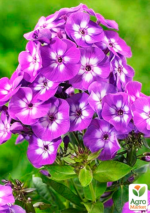 Флокс многолетний "Laura" 1шт в упаковке - фото 2