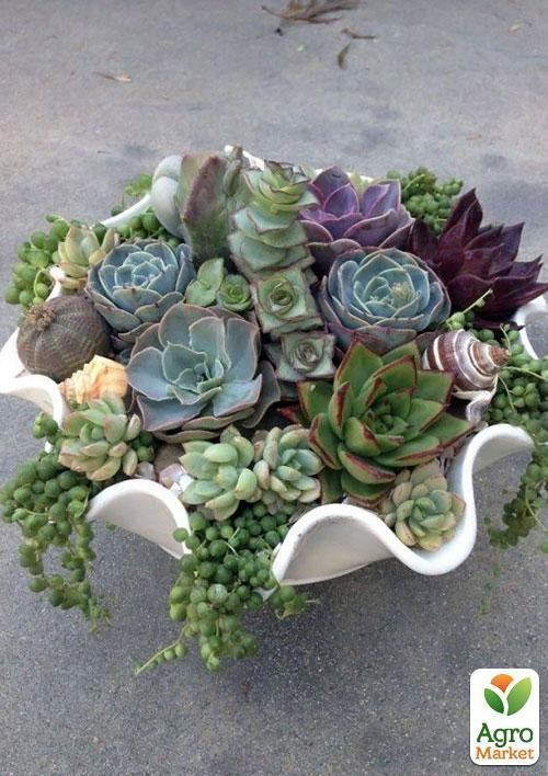 Суккуленты "Красочная смесь" ТМ "Vesna Exclusive" 10шт - фото 4