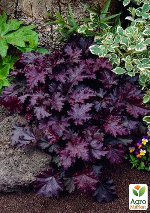 Гейхера 3-х летняя "Palace Purple" Нидерланды (вазон С2) - фото 3