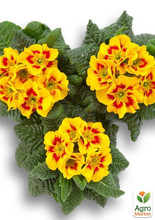 Примула первоцвет "Bumblebee" 