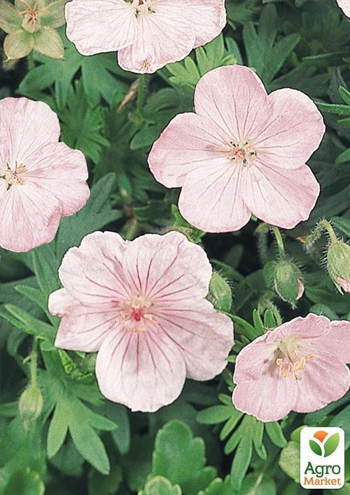 Герань (Geranium) багаторічна sanguineum "Vision"