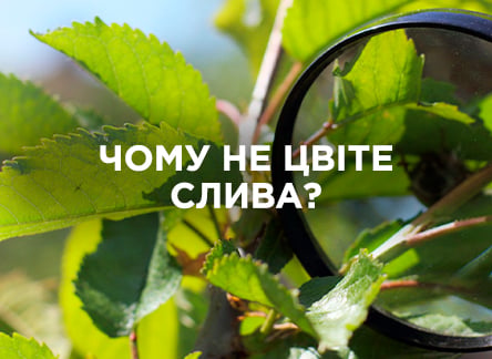 Чому не цвіте слива?