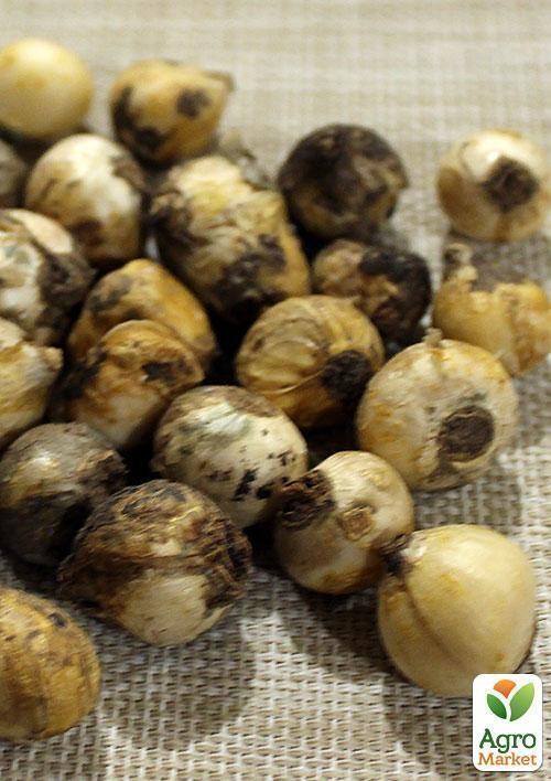 Пушкиния "Alba" 5шт в упаковці - фото 2