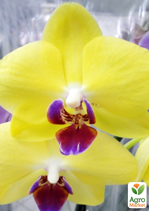 Орхідея (Phalaenopsis) "Cali Lime" висота 50-60см