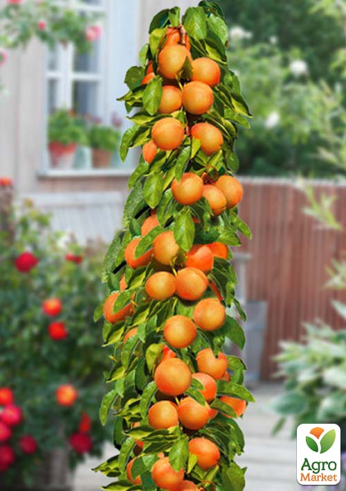 Абрикос колоноподібний Компакта (Compacta)